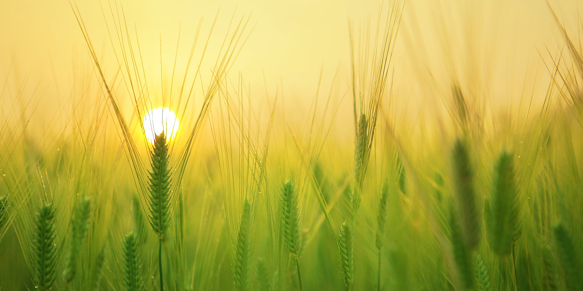 关于新葡萄8883AMG